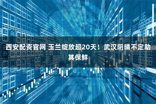 西安配资官网 玉兰绽放超20天！武汉阴晴不定助其保鲜